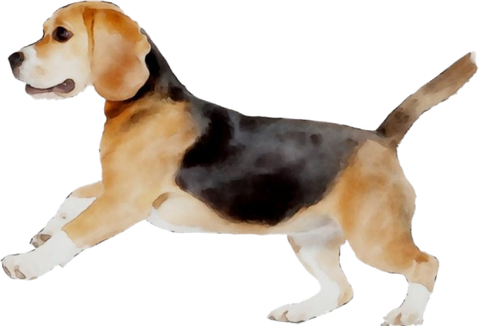 BEAGLE - Etiquetas de dirección de devolución - 1" x 2 5/8" - Personalizadas - Imagen 35 de 50