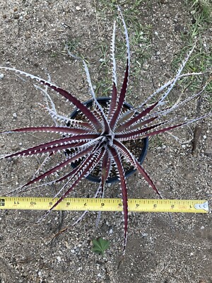 Dyckia Plant, Genuinely Beautiful Coloration - Large Blooming Size