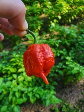 TRINIDAD SCORPION Super Hot Pepper Seeds - 25+ seeds Organically Grown in TN