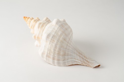 NessaStores Natural Horse Conch Sea Shell Beach Home Decor 10"-12" (1 pc) #JC-77 - Picture 2 of 3
