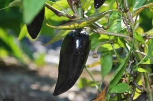 Peperoncino JALAPENO (Capsicu annuu) - SEI