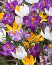 50 - GIANT CROCUS  MIXTURE Flower Bulbs - A Wonderful Addition to Your Gardens