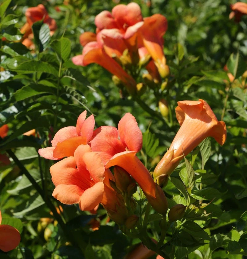 Chinesische Klettertrompete Grandiflora 60-80cm - Campsis grandiflora - Bild 1 von 1