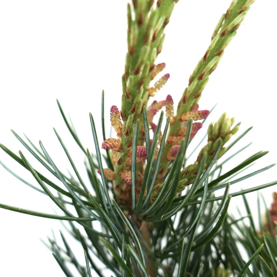 Pinus parviflora -  - Pino bianco giapponese | Pino a cinque aghi - Bild 4 von 4