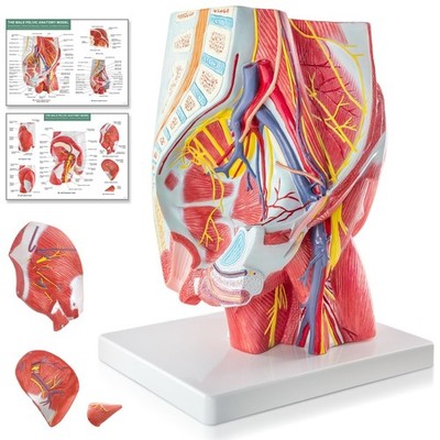 EVOTECH SCIENTIFIC Human Male Pelvic and Gluteal Muscles & Nerves Anatomy... 