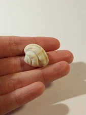 Hand Picked Mexican Sea Shell - Anomalocardia Subimbricata