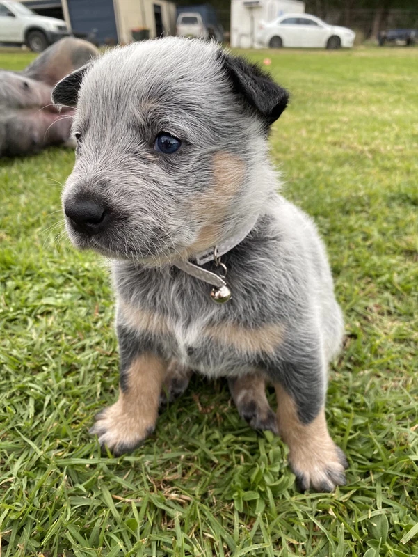 Blue Heeler 47 Cattle Dog Dogs Puppies Gumtree Australia Shoalhaven Area Sussex Inlet 1254645217