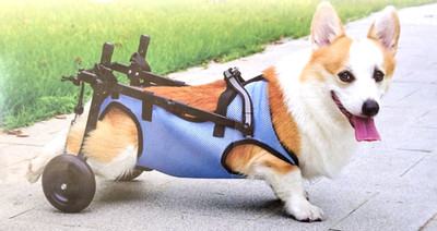 Adjustable Small Dog Wheelchair Rear Leg Support Mobility Aid (Medium) 12-22 lbs