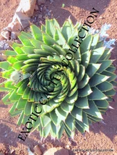 ALOE POLYPHYLLA spiral succulent rare agave plant exotic seed 10 SEEDS