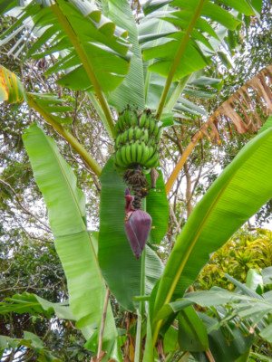 SAMEN Wilde-Bananen Staude exotische Pflanze fr den Garten u Terrasse  Balkon | eBay.de