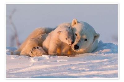Poster Eisbären im Wapusk Nationalpark - David Jenkins