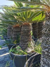 Palma Cycas revoluta secolare, palma nana, pianta vera, foto reali.