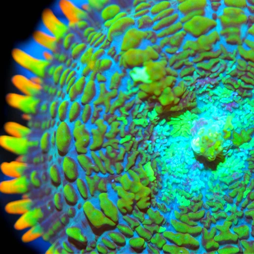 CORALS OF EDEN ~ Black Ice Rhodactis Mushroom Coral Frag - Live Coral for Sale