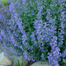 CATMINT Lavender Blue Heirloom Perennial Teas Insect Repellant Non-GMO 200 Seeds