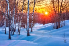 Snowy Birch Tree Forest Colorful Winter Sunset Photo Poster 18x12