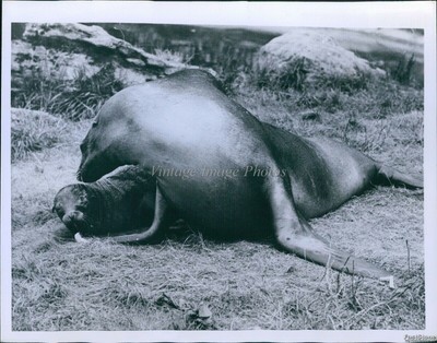 1955 Photo Mother Seal & Pup Enjoy Sun On London Zoo Grassy Bank Animals 7X9
