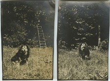 PHOTO ANCIENNE - VINTAGE SNAPSHOT - ANIMAL CHIEN CHIOT JARDIN DRÔLE - DOG FUNNY