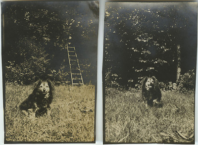 ALTES FOTO - VINTAGE SNAPSHOT - TIER HUND WELPE GARTEN LUSTIG - DOG FUNNY