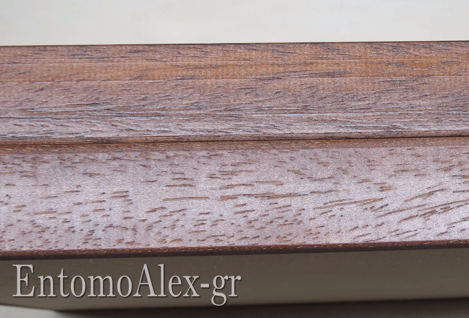 scatola entomologica legno MARRONE 30X40 plastazote entomologia cassetta insetti - Immagine 4 di 4