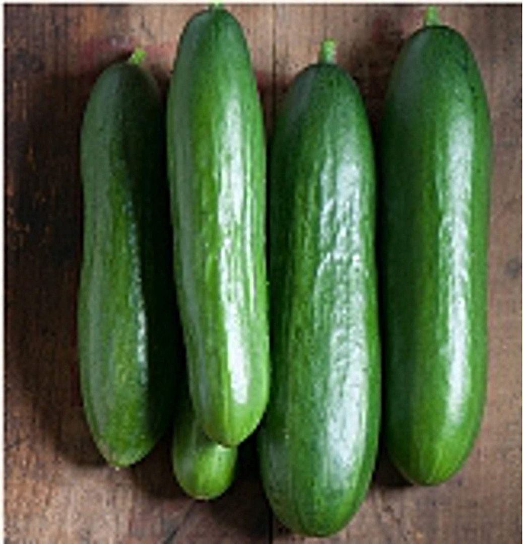 Diva Cucumbers Seeds (25 Seed Packet) (More Heirloom, Organic, Non GMO
