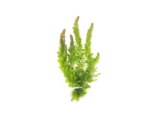 3 Pack Hornwort Bundle Live Aquarium Plants BUY 2 GET 1 FREE