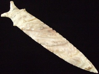 Exceptionally Fine Colored 6 9/16 inch Missouri Dalton Point with COA Arrowheads