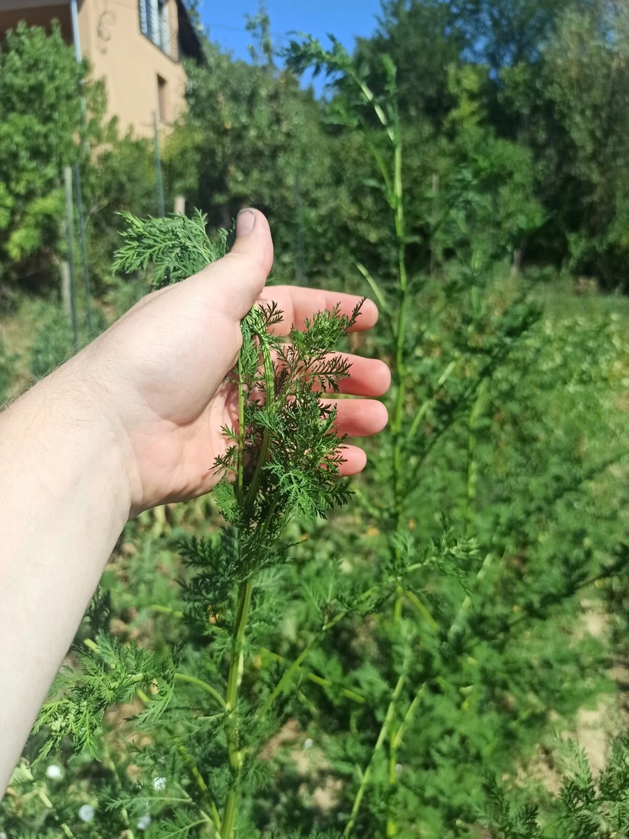 Sweet wormwood (Artemisia annua) - 1000 seeds