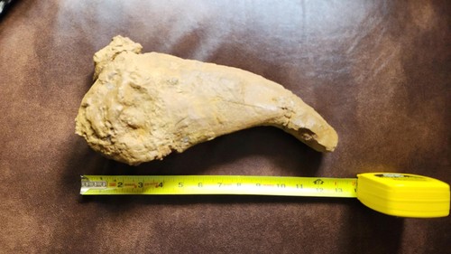 Espina blindada Ankylosaurus - muy rara - de la formación Hell Creek Cretácica - Imagen 11 de 13