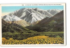 California CA Postcard 1915-1930 A Field of California Poppies and Old Baldy
