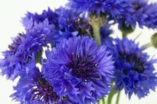 Bachelor Button, Tall Blue Seeds, 50 seeds, Beautiful Bright Blooms,