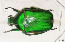 Cetoniinae Heterorrhina minettii A1 MorF THAILAND - UNCOMMON NOWADAYS - #0185