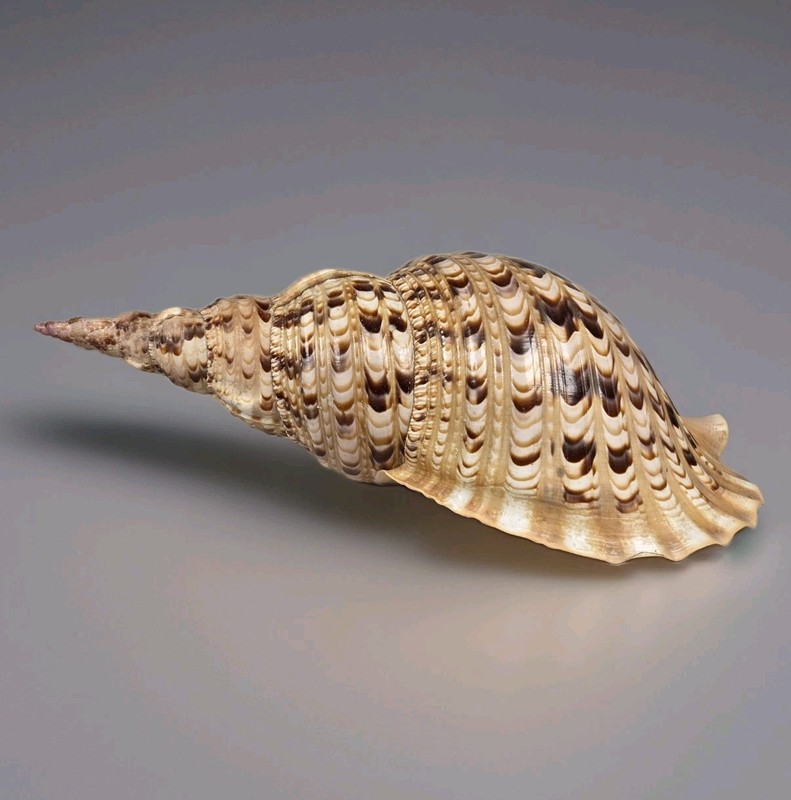 Giant Triton's trumpet Tritonis Charonia Stunning Seashell 380mm 15”  Must see
