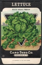 Vintage Seed Packet Lettuce Empty Fredonia New York NY 1920's Vegetable Beaded