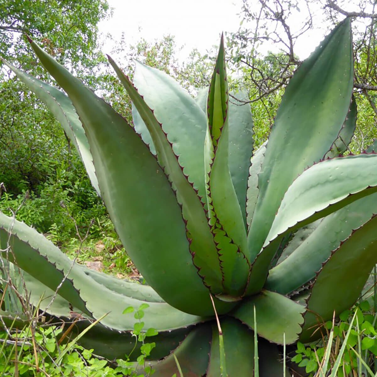 アガベ Agave / OAXACA Agave Tepextate Oaxaca Mexico 100 seeds | eBay
