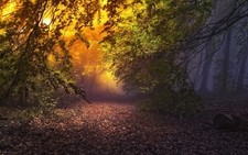 Landscape nature forest mist leaves fall trees path Custom Gaming Mat Desk