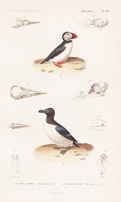 Alca torda Fratercula arctica puffin bird birds steel engraving engraving Cuvier 1817