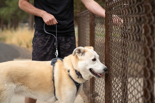 Ruffwear Front Range Dog Short Leash Strong Lightweight Padded Handle New Style - Picture 10 of 22