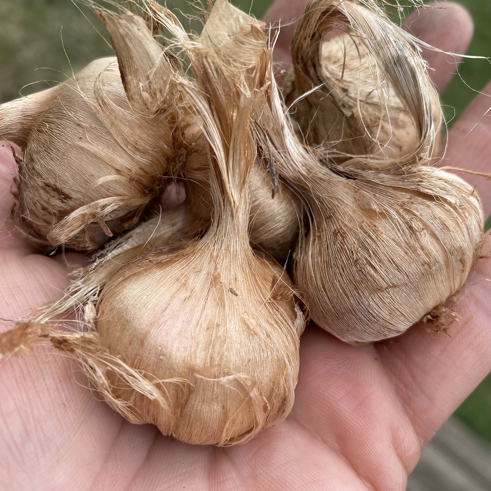 Saffron corms Bulbs x 5 Worlds Most Expensive Spice Organic Grown
