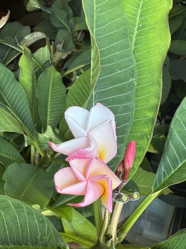 Plumeria Rubra Frangipani plants. All UK grown from seeds, not from cuttings - Picture 11 of 24