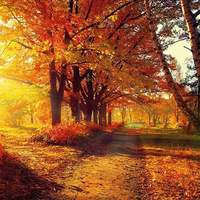 20 Servietten Park Im Herbst | Natur | Herbst | Tischdeko 33X33Cm