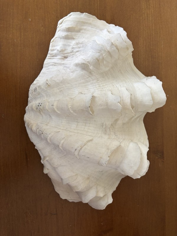 Large Ocean Giant Clam Tridacna Gigas 8 3/4" X 7" Ruffled