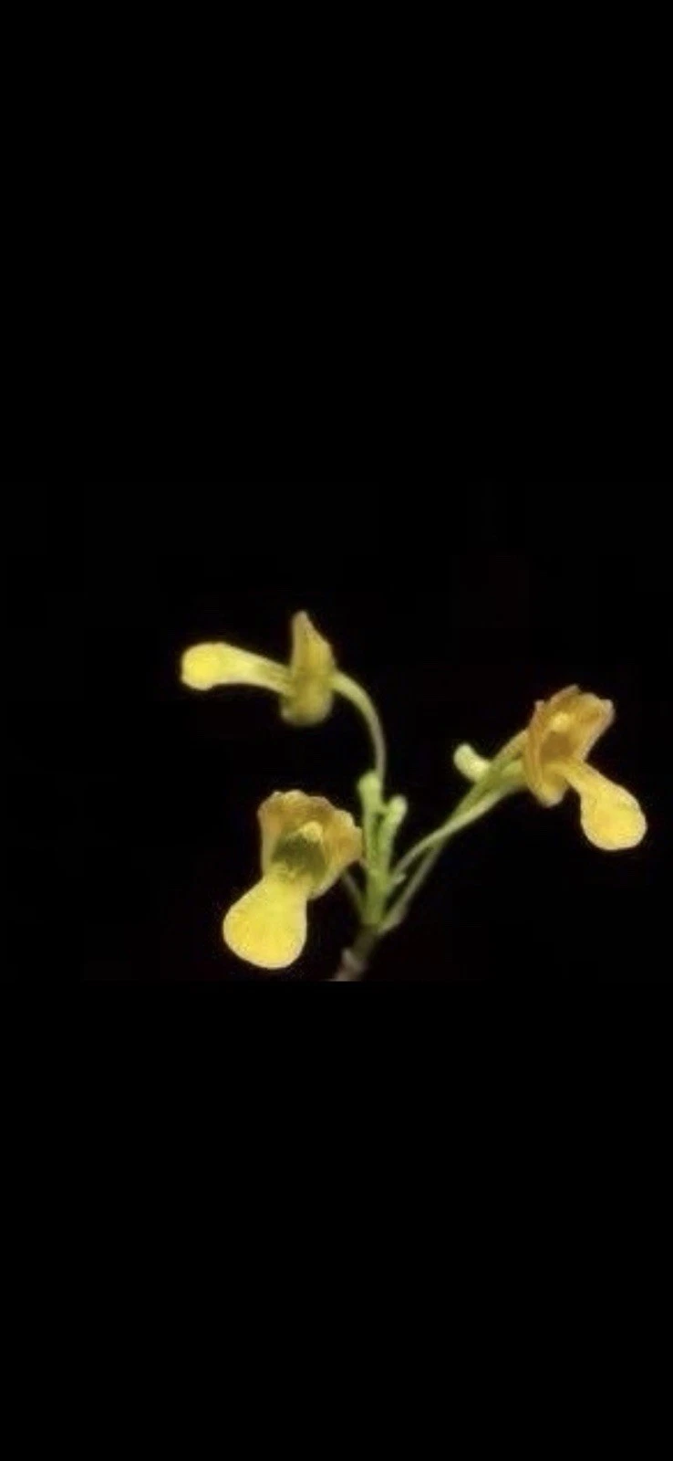 Vietnam Dendrobium parcum Rare Species Orchid Miniature Blooming Size Live Plant
Opens in a new wind