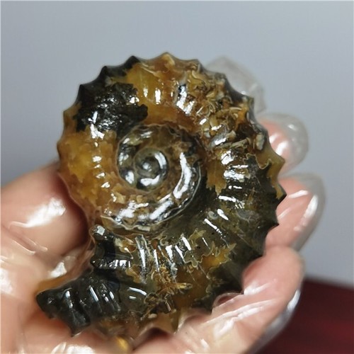 143g Ammonite specimens of natural conch from "goat's horn" of Madagascar A25 - Picture 7 of 10