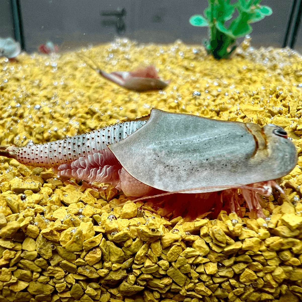 Tadpole kit 2024