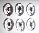 Insect Cabochon Black Scorpion Oval 18x25 mm Clear 100 pieces Lot