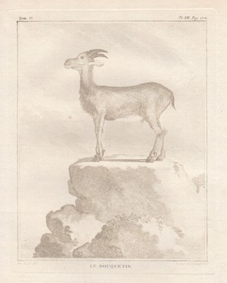 Tiere Steinbock Ibex animals gravure engraving Kupferstich bistre Buffon 1780