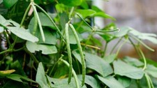 Semillas de guisante de vaca SEMILLAS DE GUISANTE RELIQUIA Semillas vegetales Semillas de guisante de vaca indio Frijoles