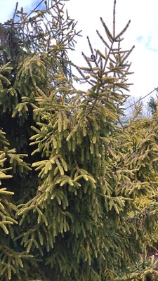 25 Fresh Cutting Fir Evergreen Boughs for Planting 4''_7''