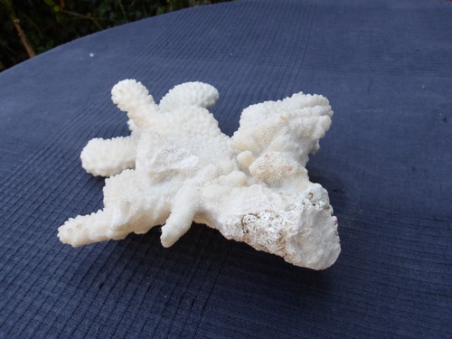 Vintage Piece of White Branch Coral Free Standing - Approx 20 cm x 19 cm x 6 cm - Picture 7 of 13