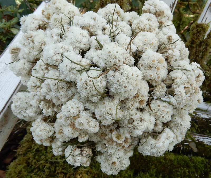 50+ Dried Pearly Everlasting Mini White Straw Flowers Wildflowers Wedding DIY  